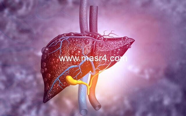 liver2