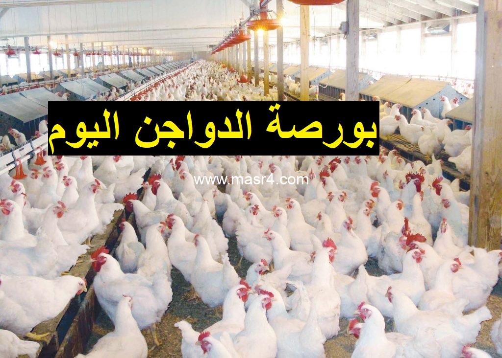 الدواجن