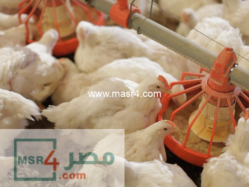 الفراخ 1