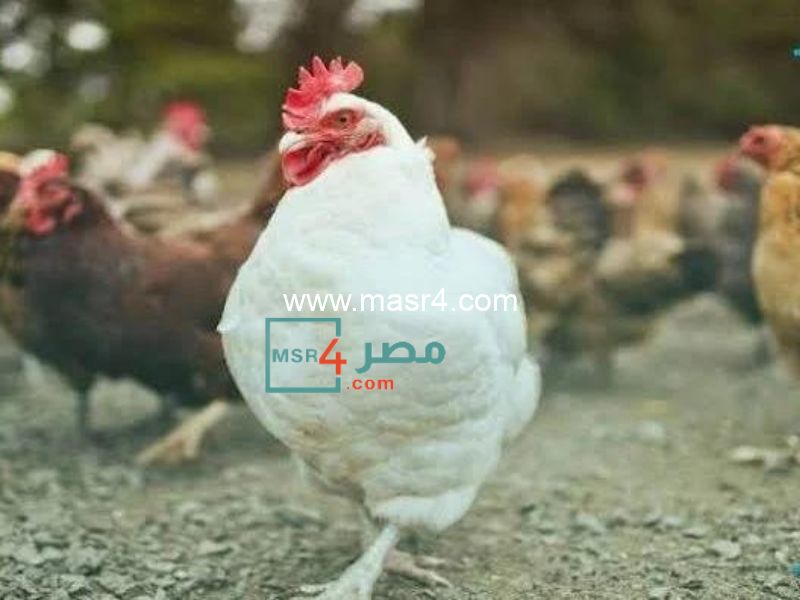 الدواجن 2