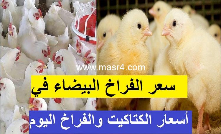 الفراخ البيضاء في الشركات