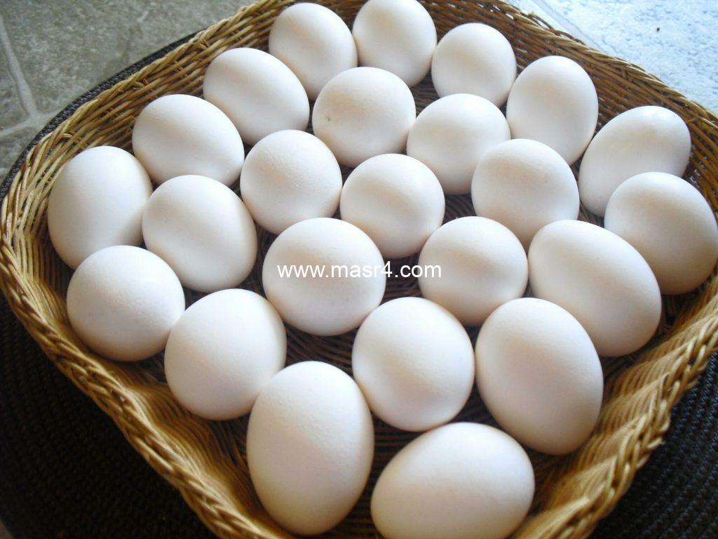 كرتونة البيض اليوم